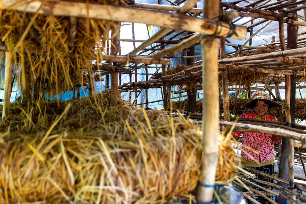 #DYK that #mushrooms produce high yields from a very small physical footprint? 🍄

WHI's #mushroomcultivation project is a source of reliable cash flow for Cambodian #farmers that is resilient to #climate extremes and #sustainable to the community. 🌱 <a href="/GrowHopeGlobly/">Growing Hope Globally</a>