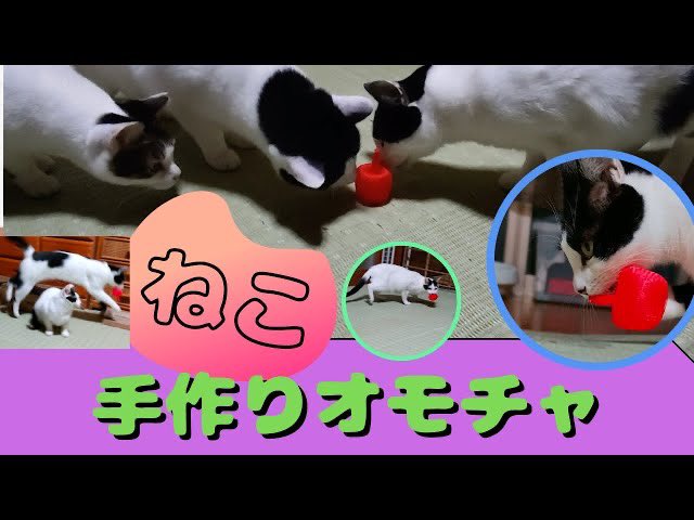 Fox230channel 自作の猫さんおもちゃ 遊んでくれたよ 癒し系猫動画 猫動画 ハチワレ 保護猫 可愛い 猫 Youtubeリンク T Co Czy45o4kao T Co Jvbu1iit1p Twitter