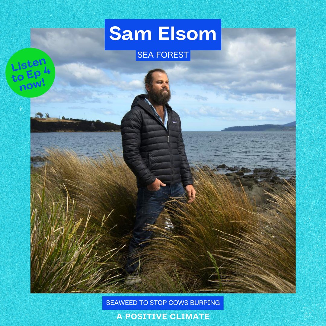 pstvclimate's tweet photo. We are SO excited to introduce our next guest, Sam Elsom, Co-Founder and CEO of Sea Forest, an innovative biotech company. They are developing the scaled cultivation of the red seaweed, Asparagopsis, which can be used to reduce the production of methane in livestock. 🐄🐑 (1/3) https://t.co/m2lCRwlbcc