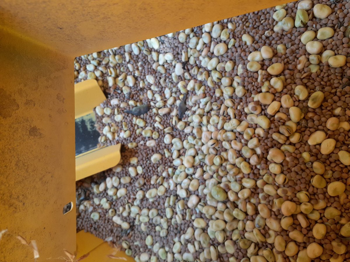 PennyRo25927708's tweet photo. Why I love my job #IntercroppingIsFun, huge thanks to @andrewpolk7 for letting us monitor his intercrop and letting me sit on the header for hours! https://t.co/fWPBjVoECl
