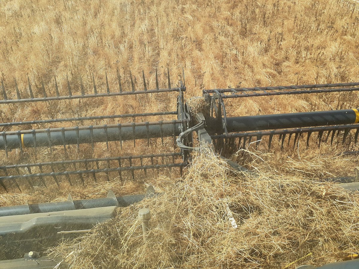 PennyRo25927708's tweet photo. Why I love my job #IntercroppingIsFun, huge thanks to @andrewpolk7 for letting us monitor his intercrop and letting me sit on the header for hours! https://t.co/fWPBjVoECl