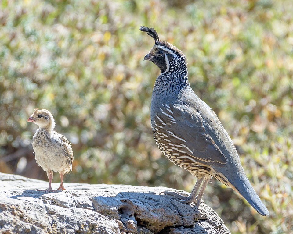 sam_safran's tweet photo. New paper w/ @sfei_asc+@presidiosf in @JAppliedEcology!

Our cities have lost many species over time. Can some be brought back?

We use @Team_eBird data to explore drivers of California Quail occupancy in city parks &amp; the potential for reintroduction in San Francisco’s Presidio. https://t.co/gayiK4ucBk