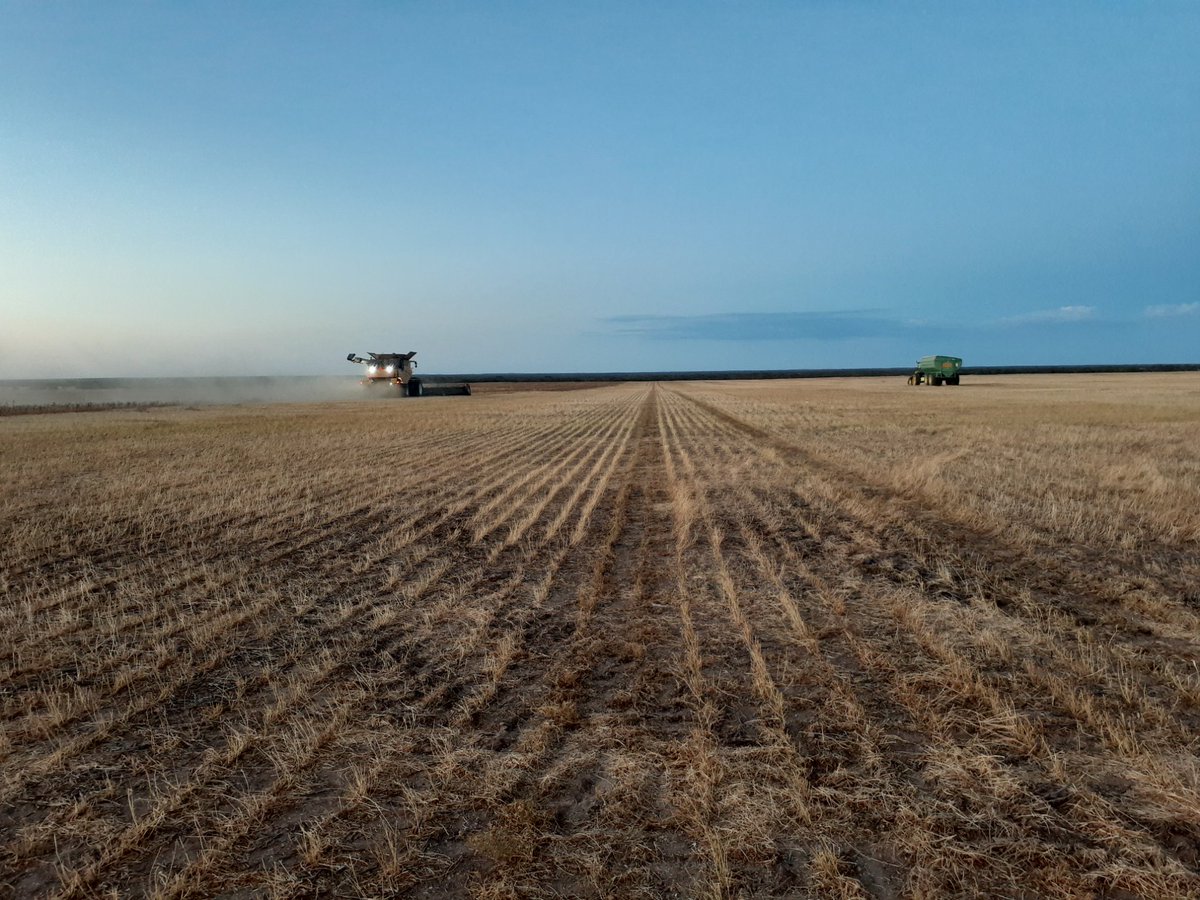 PennyRo25927708's tweet photo. Why I love my job #IntercroppingIsFun, huge thanks to @andrewpolk7 for letting us monitor his intercrop and letting me sit on the header for hours! https://t.co/fWPBjVoECl