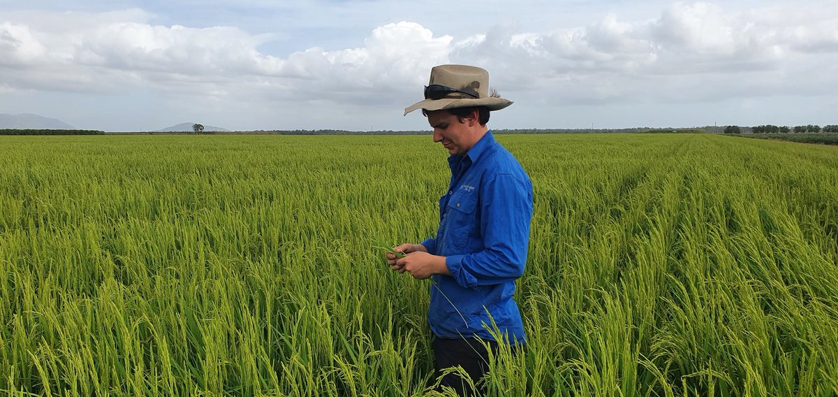 AllynGroup's tweet photo. Rice on track for an early December harvest 🌾#rice #rice22 https://t.co/ChJveQfhX8