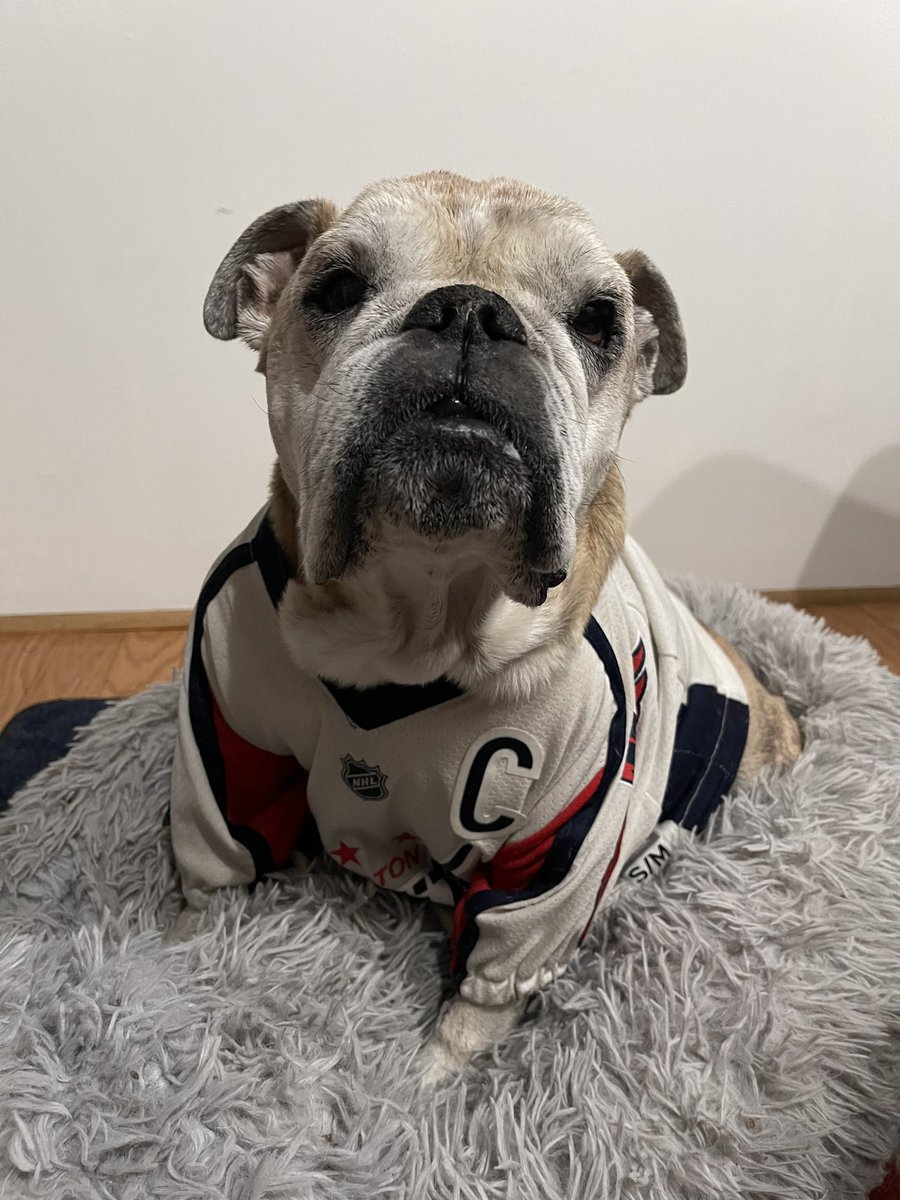 OvietheBulldog's tweet photo. IT’S HOCKEY O’CLOCK! #ALLCAPS #LETSGOCAPS #CoachSaffyBean is on nap duty! So #GAMEFACE from the 13th Season Vet! #CapsBulldog #CapitalsBulldog https://t.co/MHosx3EQYv