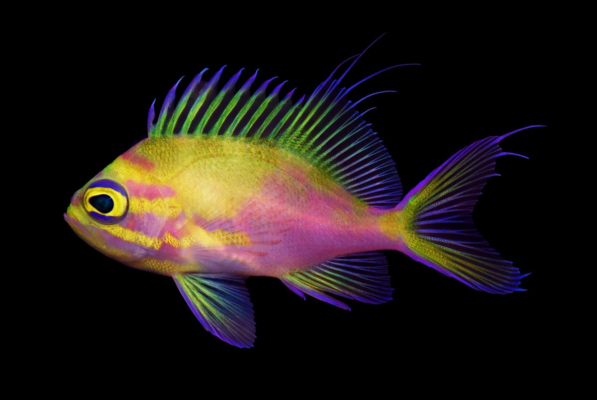 I cannot beat CoralReefFish in the Odontanthias department, but that’s