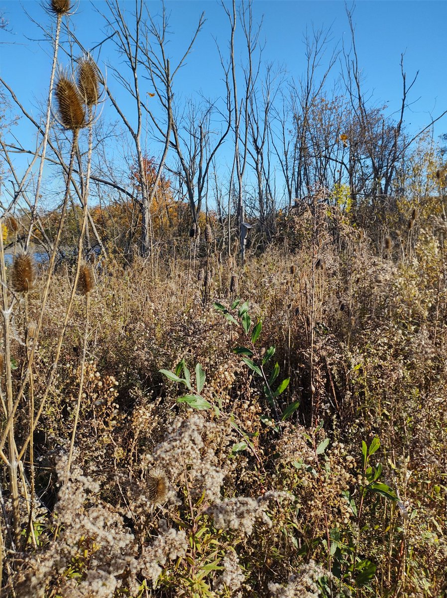 jtrampleasure's tweet photo. Huge thanks 2 Brandon &amp; @UTRCAmarketing from @TVDSBGlobal @HELPleaders2021 4 tackling big Urban Forest Management ?'s  @WPC_London  @LdnEEC @rfldn @LaurierSS  Homelessness, invasive species, last resort bulldozer succession (worked👍), dogs on leash full am of  plan &amp; manage chat https://t.co/c1WRh64fXP