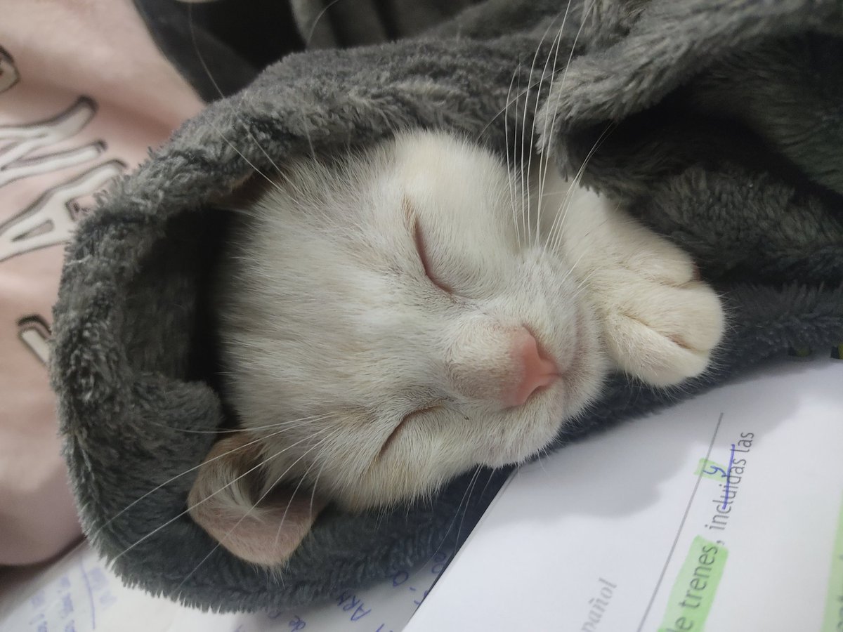 mariia93mlg's tweet photo. Mi rollito preferido 💙😼
#BabyRa
#Michibebe https://t.co/BjDxrWPKwW