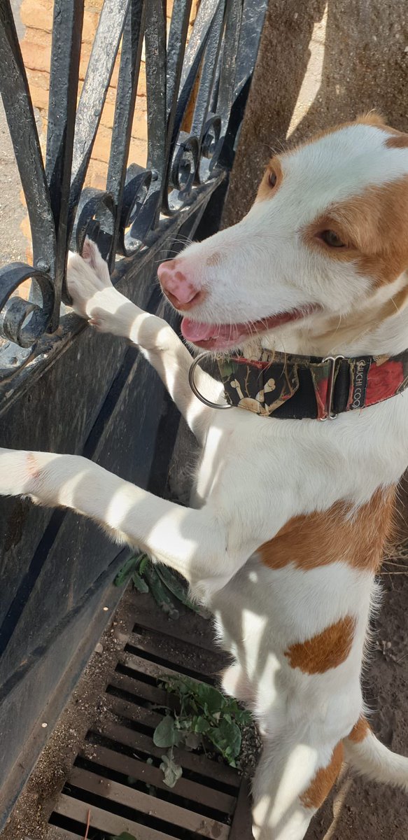 Kiko es un podenco jovencito, muy juguetón y tierno. Busca una acogida/adopción responsable. Necesitamos vuestra ayuda. DIFUNDE!!🤩 #AdoptaNoCompres #adopta