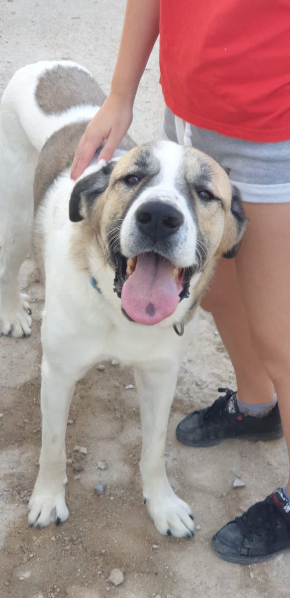 ApasaProtectora's tweet photo. PACHON, nuestro grandullón adorable, es un buenazo. Todo lo que tiene de grande lo tiene también de amoroso. Es joven. Necesita salir del refugio y encontrar una buena familia. DIFUNDE!!! #AdoptaNoCompres #adopta https://t.co/P3nsrZOZxn