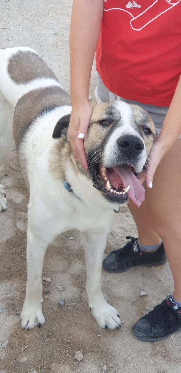 PACHON, nuestro grandullón adorable, es un buenazo. Todo lo que tiene de grande lo tiene también de amoroso. Es joven. Necesita salir del refugio y encontrar una buena familia. DIFUNDE!!! #AdoptaNoCompres #adopta