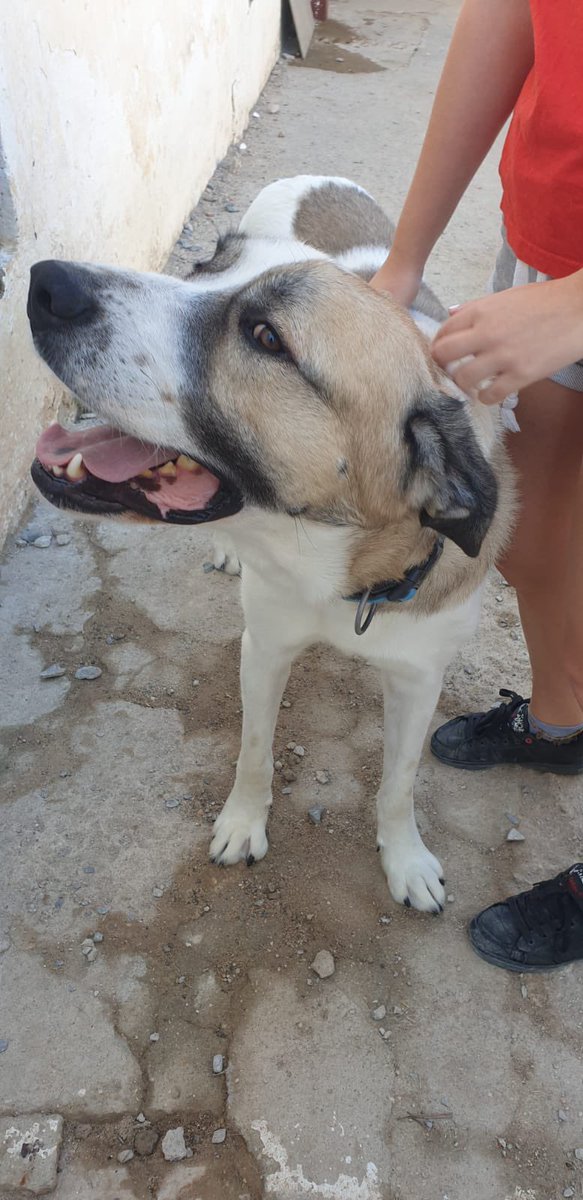 ApasaProtectora's tweet photo. PACHON, nuestro grandullón adorable, es un buenazo. Todo lo que tiene de grande lo tiene también de amoroso. Es joven. Necesita salir del refugio y encontrar una buena familia. DIFUNDE!!! #AdoptaNoCompres #adopta https://t.co/P3nsrZOZxn
