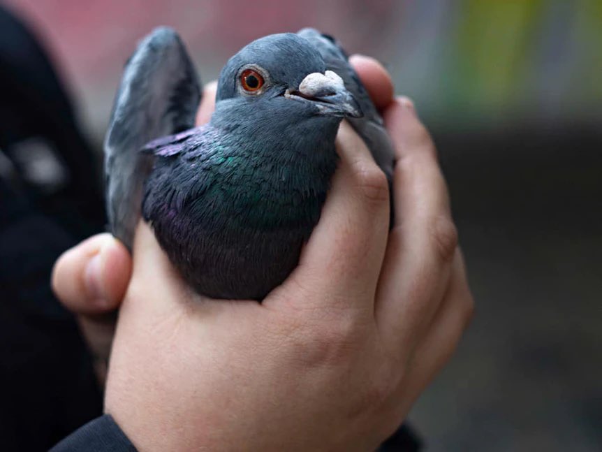 patrickwiral's tweet photo. how lieb is your dove? ☺️ https://t.co/XC56iPB5OX