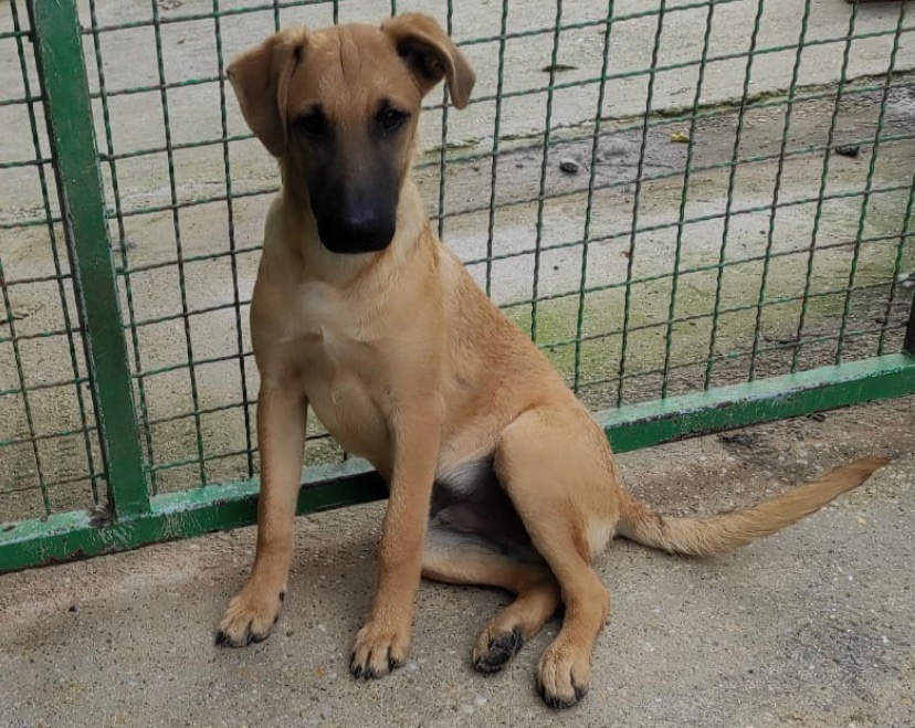 lesika_e's tweet photo. Unser Tonny ist ein freundlicher, mit Artgenossen super verträglicher Rüde, ein aktiver Hund, der perfekte Begleiter für zahlreiche Abenteuer, dabei jedoch nicht zu quirlig oder aufgedreht.

https://t.co/rodAnx5hIP

#dogsoftwitter #adoptme https://t.co/d9ezXrGudk