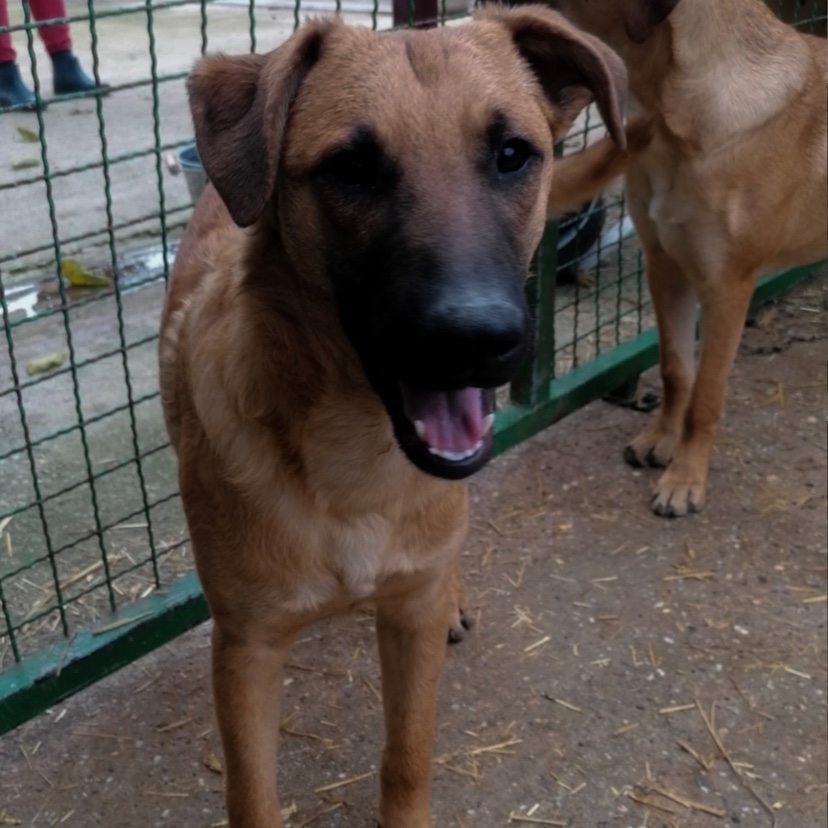lesika_e's tweet photo. Unser Tonny ist ein freundlicher, mit Artgenossen super verträglicher Rüde, ein aktiver Hund, der perfekte Begleiter für zahlreiche Abenteuer, dabei jedoch nicht zu quirlig oder aufgedreht.

https://t.co/rodAnx5hIP

#dogsoftwitter #adoptme https://t.co/d9ezXrGudk