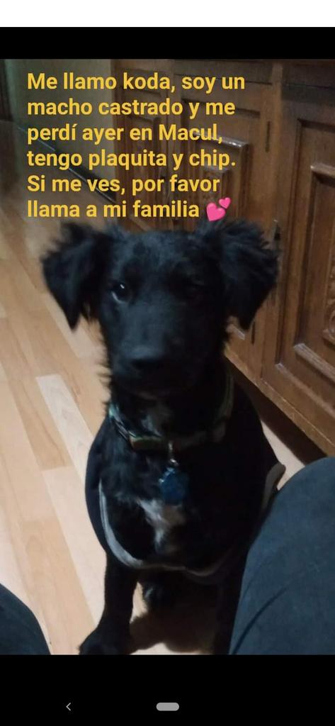 anipinza's tweet photo. Por favor, lleva ya dos semana perdido y lo extraña su familia.  En la plaquita tiene dos tekéfonos. https://t.co/xpiUc5Ivay