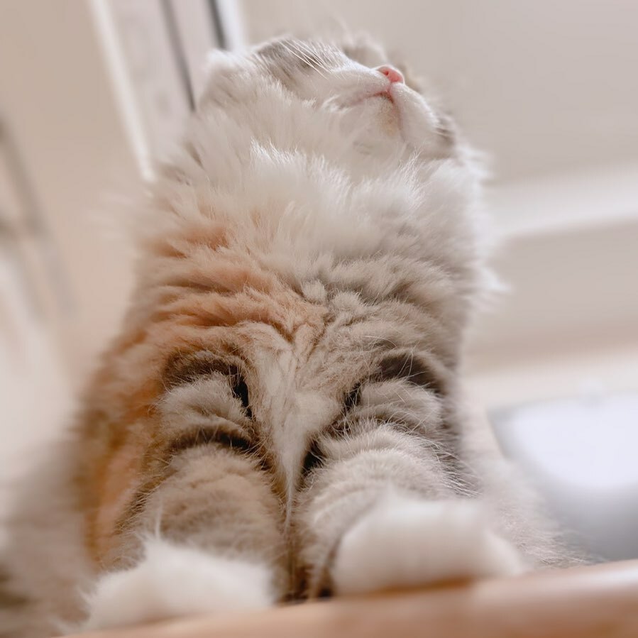 ねむろぐ🐈ねこがいる暮らし/スコティッシュフォールド tweet media