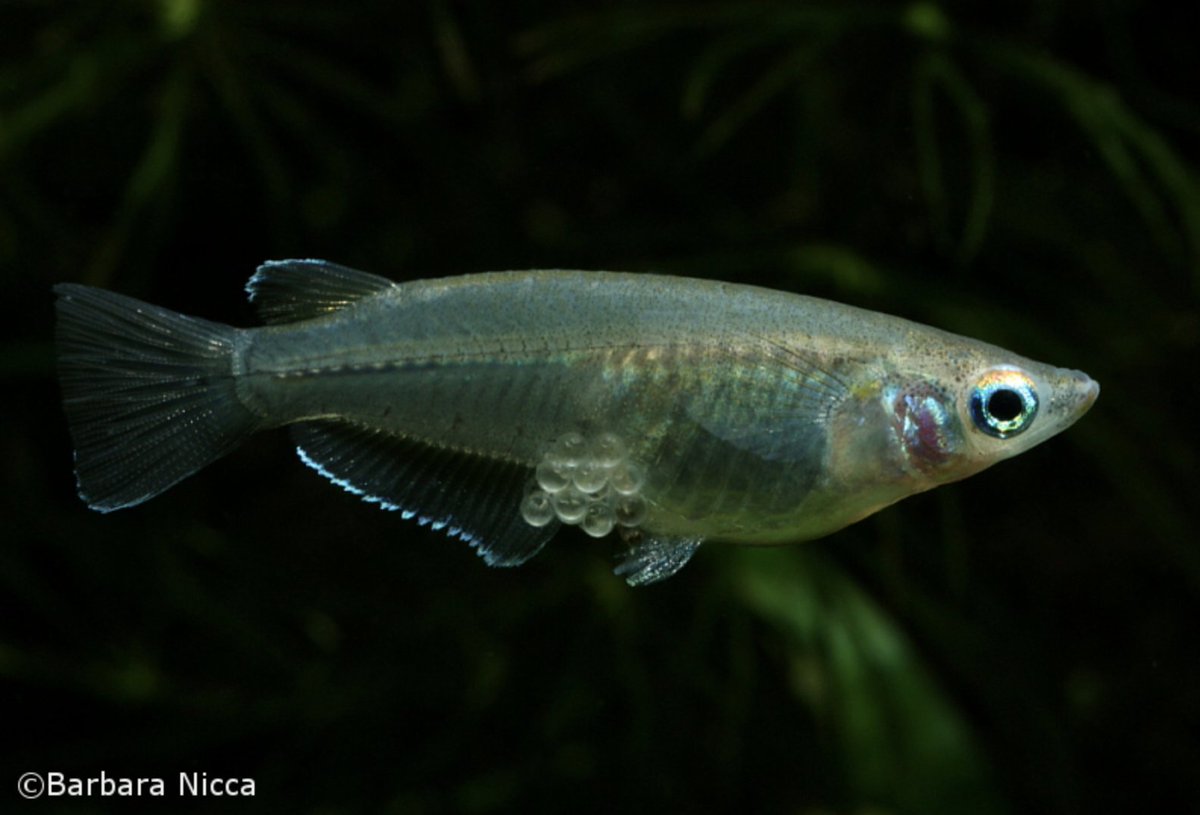 108Oceans's tweet photo. Going off the beaten path today with a cleared and stained #paratype from @calacademy. Oryzias latipes, the Japanese rice fish... can reproduce EVERY DAY and females cart the eggs around on their anal fins. So there.
2nd photo📷Barbara Nicca
#FishABC #TeamFish #ichthyology https://t.co/BuUpaZUaYg