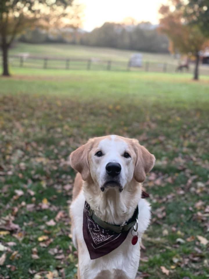 TNProverbs1210's tweet photo. Just look at Enzo. How in the world has he not been adopted??? This boy is perfection. He longs to snuggle and simply be with his people. PLEASE, PLEASE share!
https://t.co/OoXGHftDun https://t.co/HP5ZbcUZxD