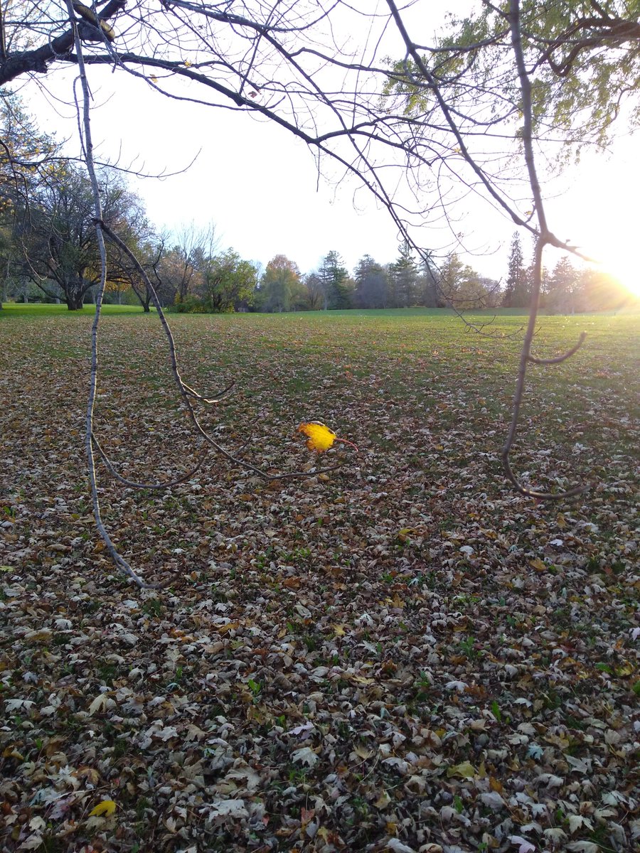 kimchigirl72's tweet photo. I couldn't resist stopping on my run to take a picture of this cheerfully tenacious yellow leaf. #GCActive #RunOtt #fall https://t.co/iIxpanuZ8q