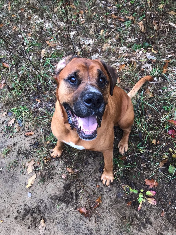 cathbern's tweet photo. @jannarden Who doesn’t like pet photos? 9 year old Zeus. #boxador #bigmutt #ilovebigmutts #zeusthedog https://t.co/O81NJtHDJS