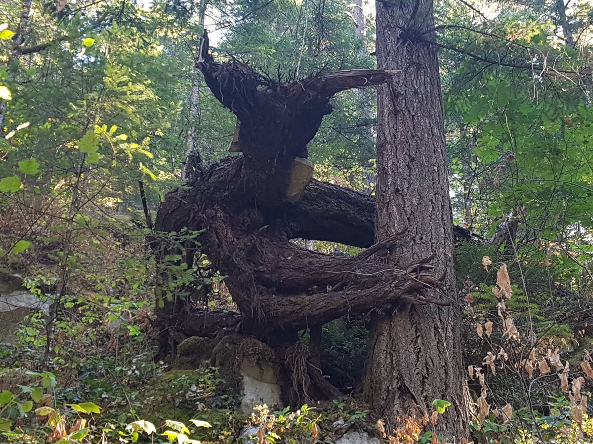 SallyJLotz's tweet photo. Managed to write 500 words today for #NaNoWriMo21!  If only I didn't have to work all day...

Here are a few images from my mood board.

#MGicians #Kidlit #Iamwriting #MG #horror https://t.co/p1D29qxFGC
