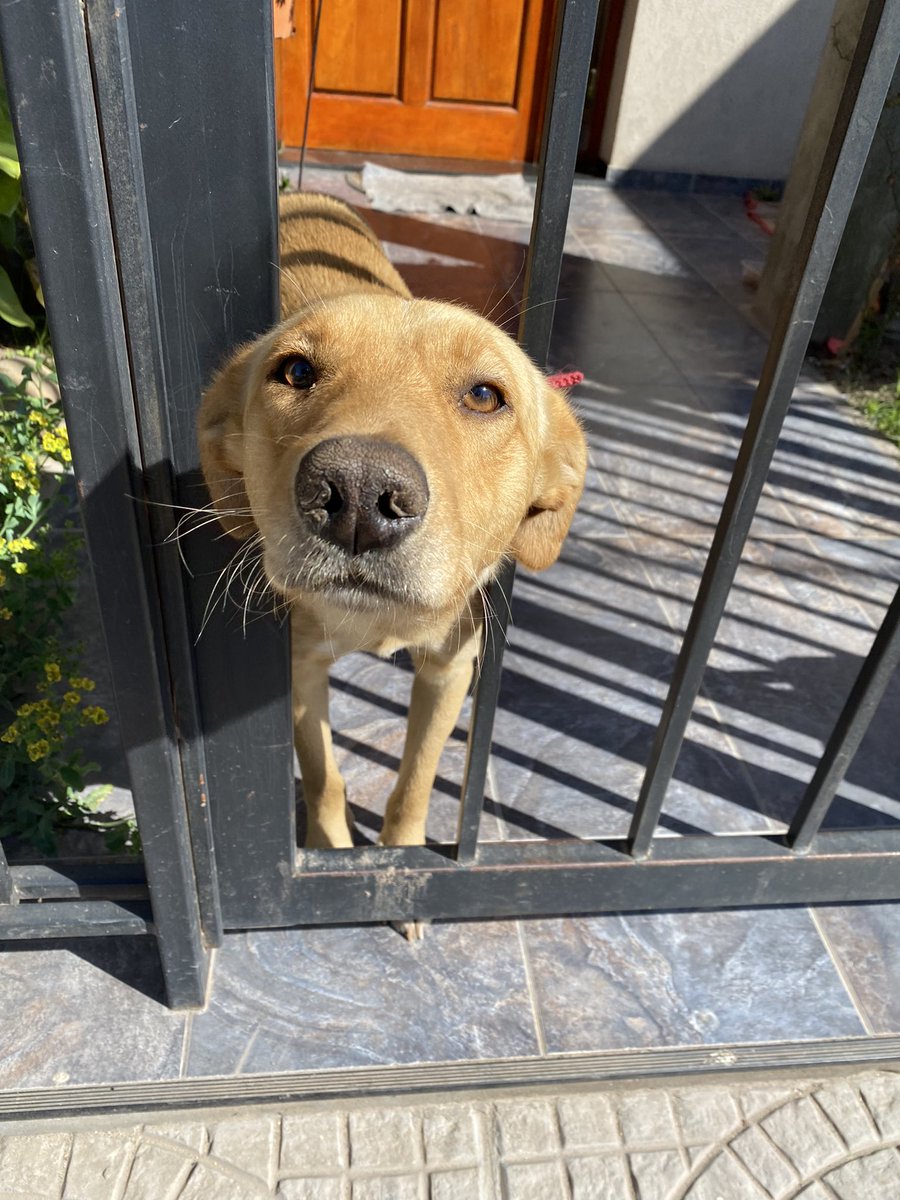 PonceAyelen's tweet photo. RUBITO esta en adopción, tuvo un accidente en el cual un auto lo paso por encima y no frenó, al día de hoy esta de diez y busca una familia. Es mediano y se lleve con gatos y perros. ENCONTREMOSLE UNA FAMILIA QUE LO AME ! La Plata. https://t.co/gii2Xlv59Q
