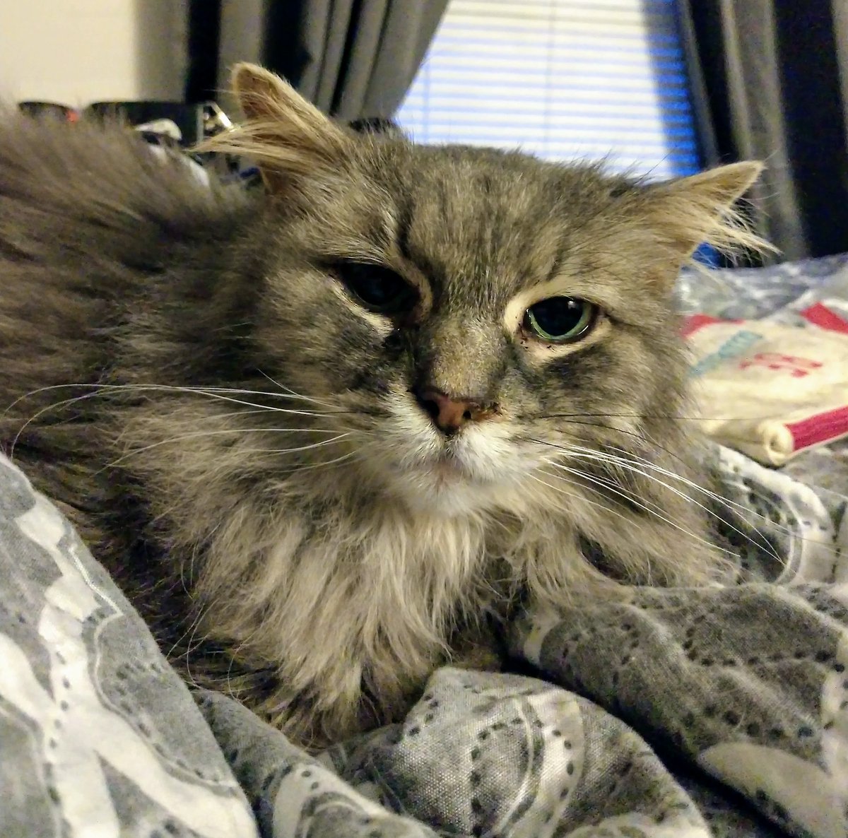 Old Man Cat Velvet tweet media