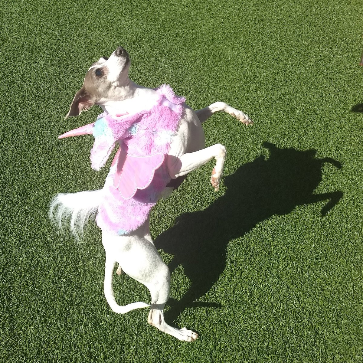 LilyComeHome1's tweet photo. Her favorite costume is her pegacorn costume that I had to alter to fit her busty chest. She loved it so much. I miss her so much... https://t.co/5ZM1uyqlOM