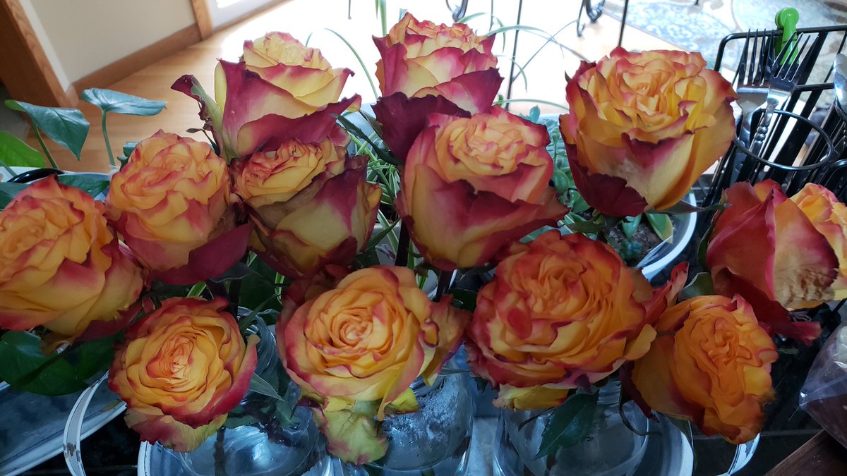 KGullic's tweet photo. Another batch of roses from #TraderJoes 

#FallRoses #Flowers https://t.co/rhwWr8rFjM