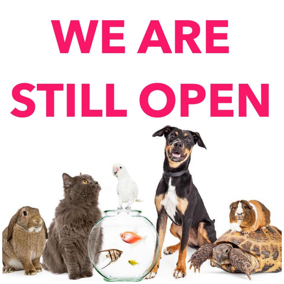 petshaven's tweet photo. Our animals are waiting for you! Come and see us today 😀 https://t.co/DB5QMk78kj