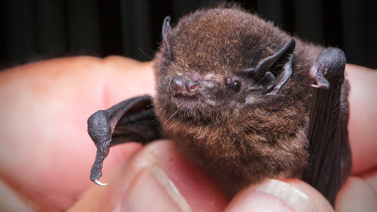 IGN's tweet photo. The surprise winner of New Zealand's Bird of the Year contest is... a bat! 🦇🏆 https://t.co/E2n9wE0yzb