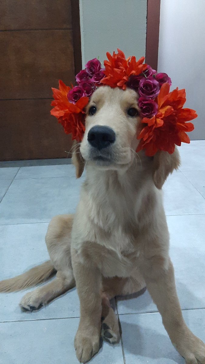 AbrilTej's tweet photo. Solo vengo a mostrar a mi perrita con una coronita https://t.co/qPTFu9UAkF