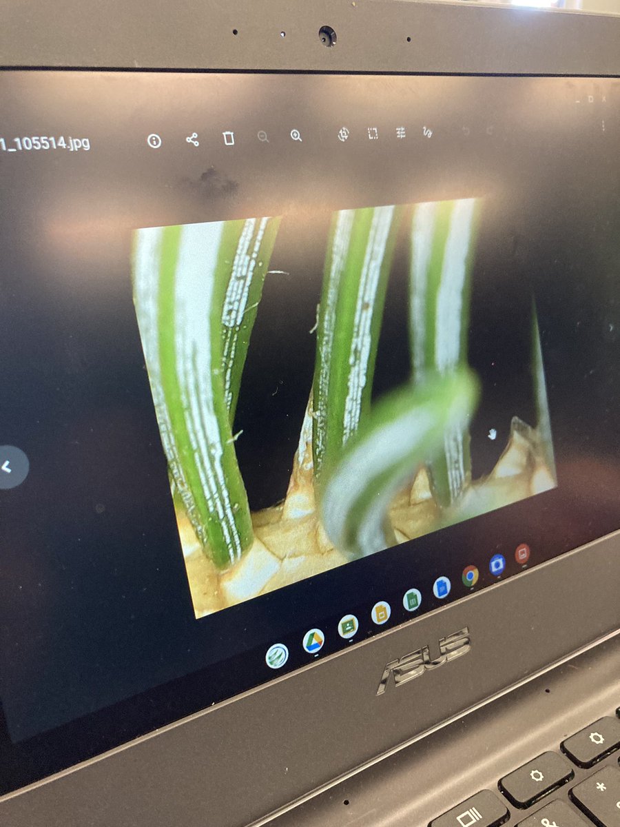 Super impressed with how these macro shots turned out, taken with a simple USB microscope. The Ss are exploring textures and patterns too small for the human eye for items found in the yard, contrasting physical characteristics and biodiversity <a href="/TDSBiroquois/">IROQUOIS JR P.S.</a>