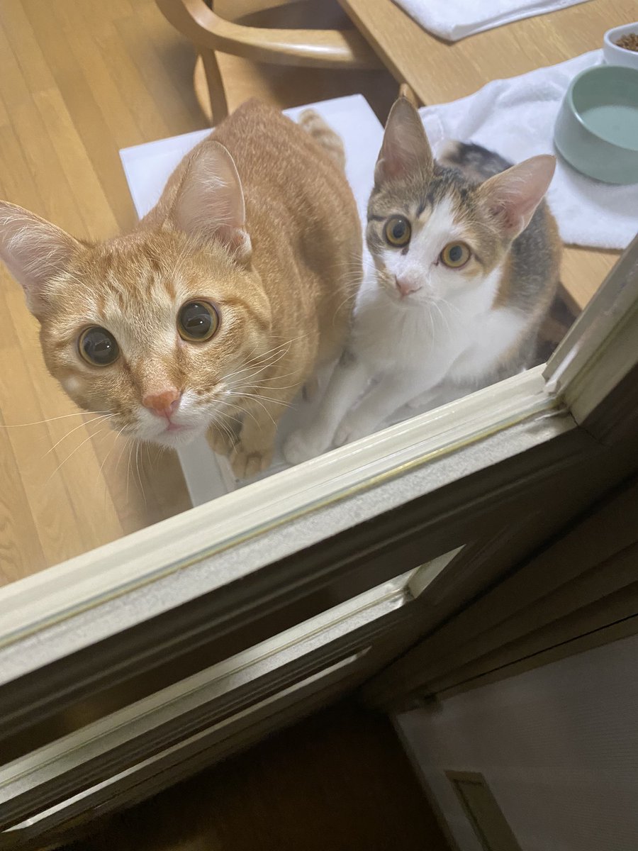 Charmy2M's tweet photo. 仲良くなりつつある。着実に。

#ミーコとわこ #茶トラ猫 #三毛猫 https://t.co/28SnPaMwgO