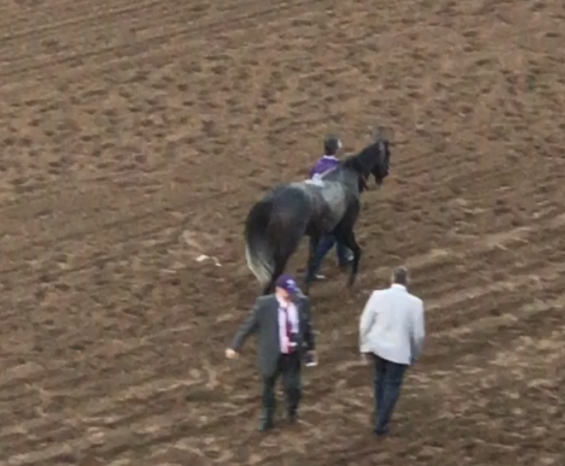 MargaretDammit's tweet photo. Jasper Great galloping where his amazing sire took his last steps on the track in 2017... so exciting but so sad at the same time. Thank you @A_Evers for the photo of JG, so bittersweet for me. I hope to see your win photo of this one, for sure. #Arrogate #MakeAmericaGrayAgain https://t.co/DEulGcj7sZ