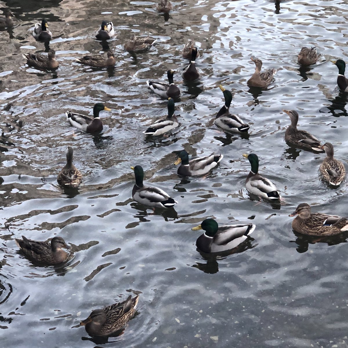 я знаю что вы хотите увидеть фото уточек, не благодарите