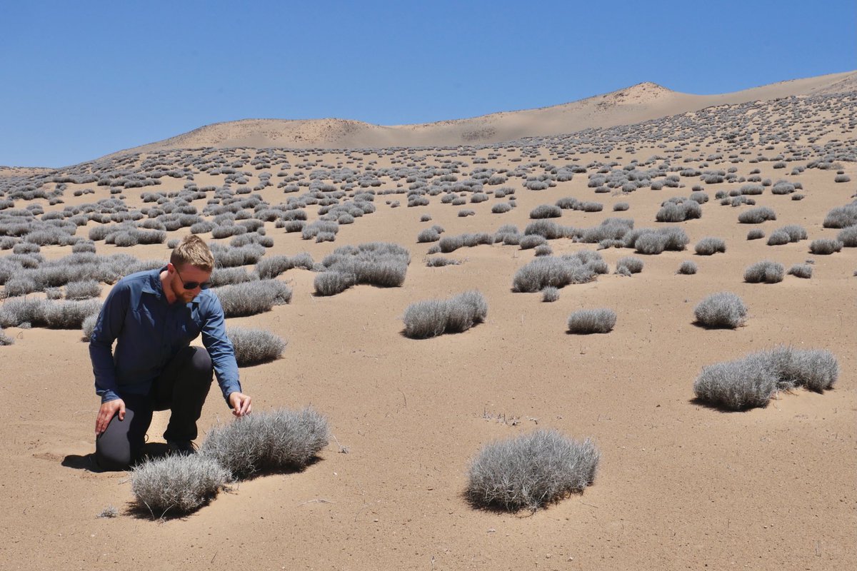 #Tillandsia are well adapted to extreme drought and poor soil conditions and thrive on the edge of the #Atacama Desert #chile #nature #explore #desert #desertplant