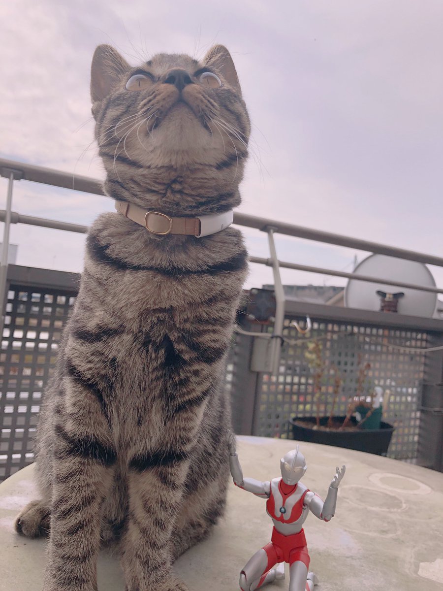 Mayu.Shino.s2 ( mayu_shiho) Twitter