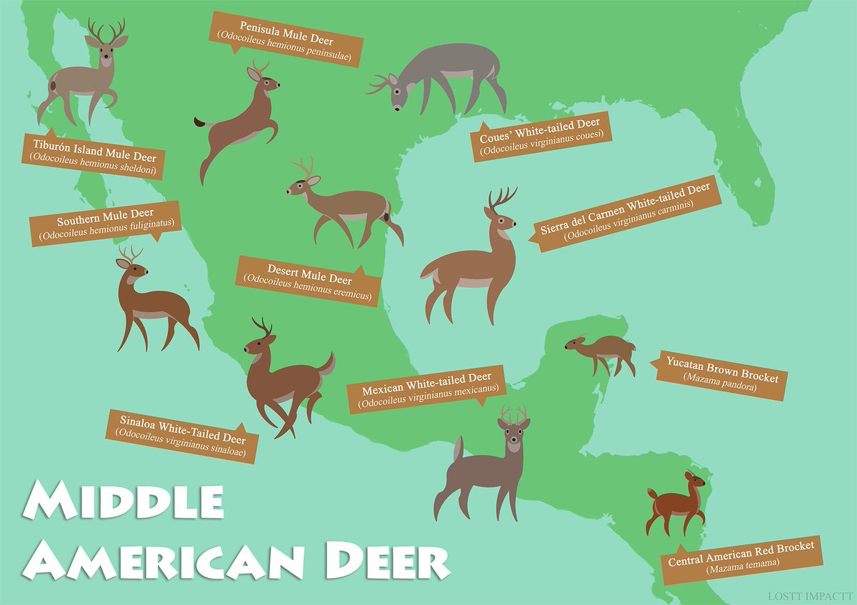 North American Deer #deer #cervidae #mammals #elk #moose #caribou #reindeer