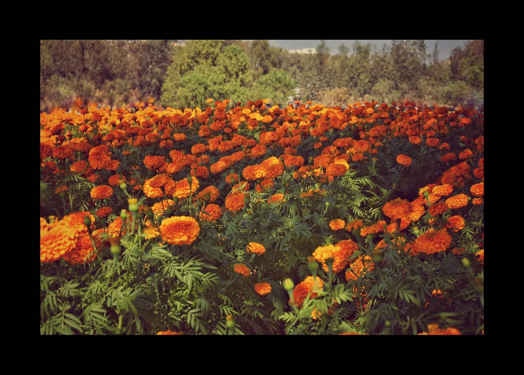 Vickalve's tweet photo. Campo de cempasúchil en Tijuana.
#cempasuchil #tijuana #flor #diademuertos #altar https://t.co/lcm60vXOyD