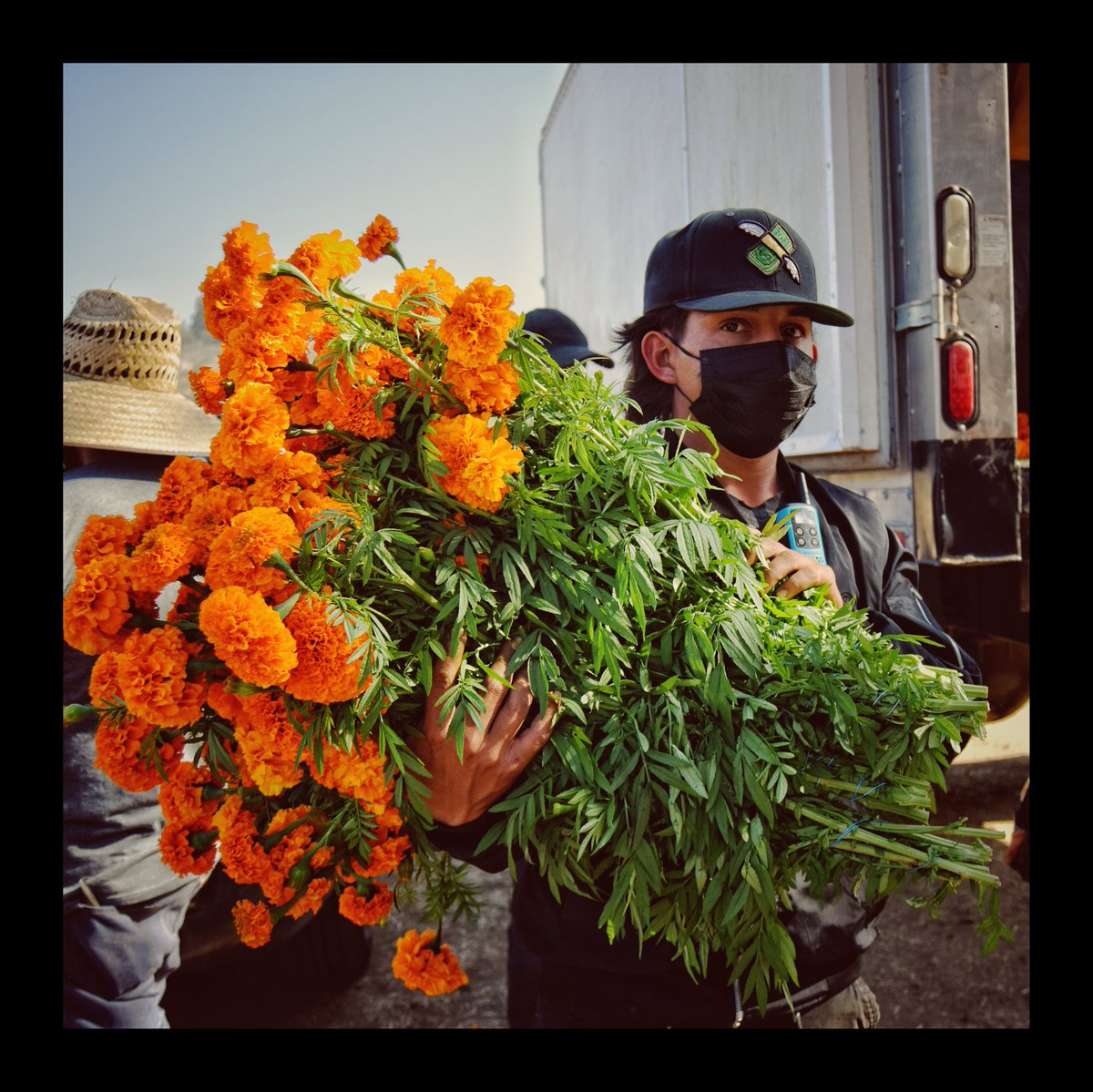 Vickalve's tweet photo. Campo de cempasúchil en Tijuana.
#cempasuchil #tijuana #flor #diademuertos #altar https://t.co/lcm60vXOyD