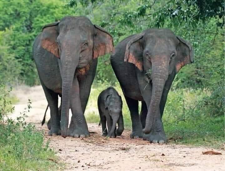 Слон лось. Слоны самцы. Самка слона. Самка индийского слона. Африканский слон (самка).
