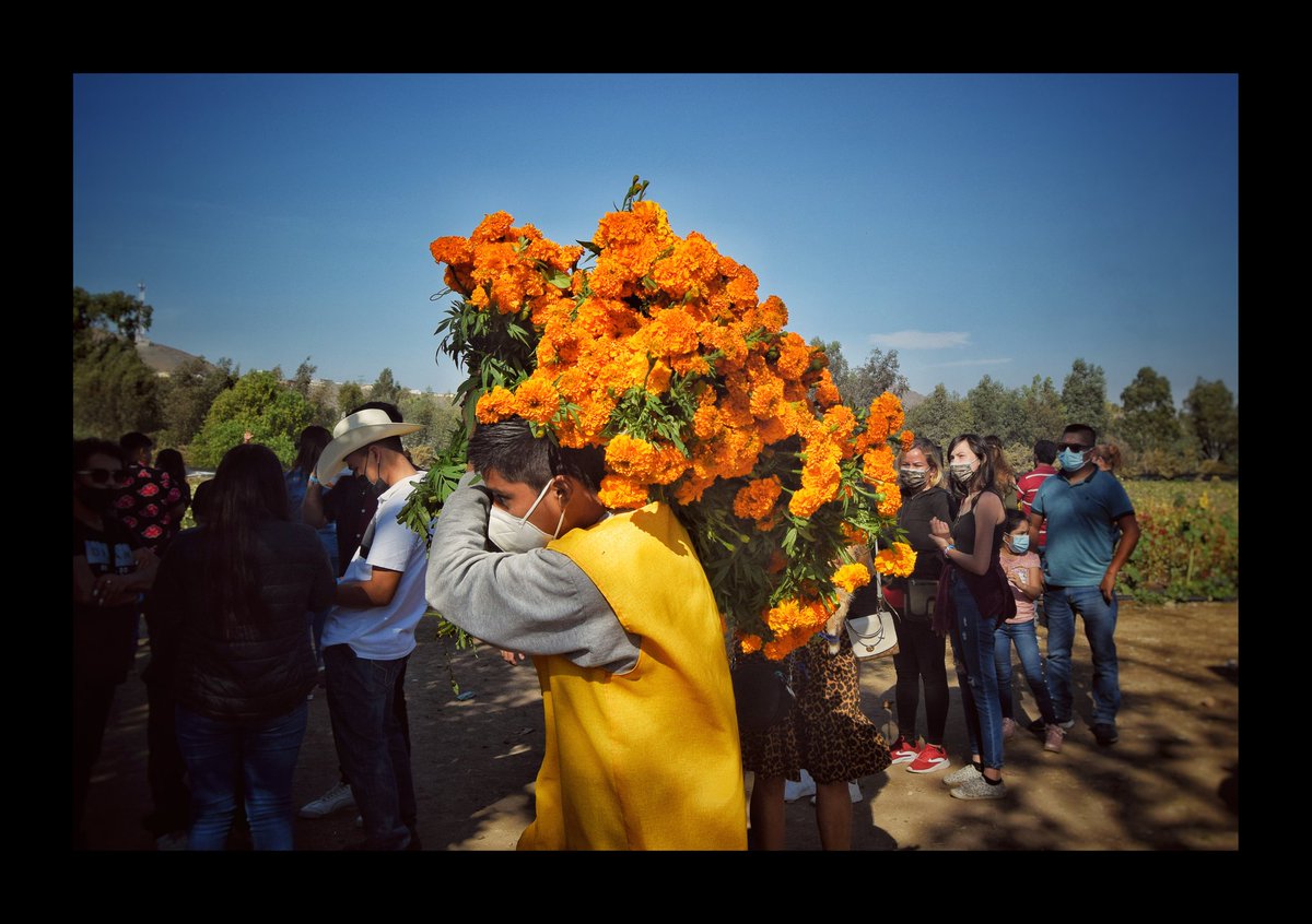 Vickalve's tweet photo. Campo de cempasúchil en Tijuana.
#cempasuchil #tijuana #flor #diademuertos #altar https://t.co/lcm60vXOyD