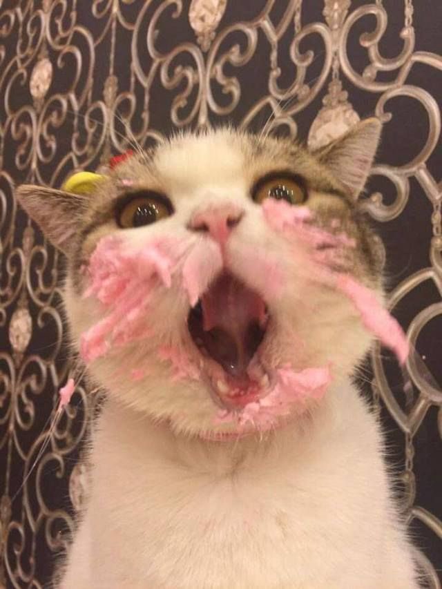 ellelljaytoo's tweet photo. #WeAllKnowThat the frosting is the best part! Duh!!🎂

#catsoftwitter😽 https://t.co/XJIonlQTwY