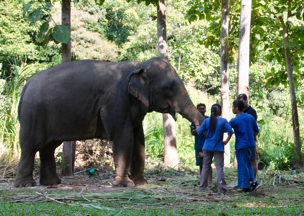 H-ELP - Human Elephant Learning Programs tweet media
