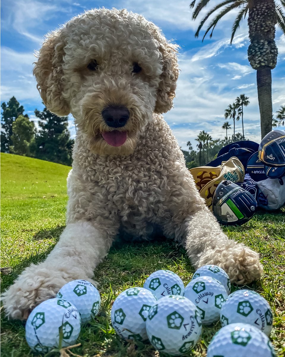 The pawfect golf ball doesn't exi ... 🐾⛳️🥰

The Limited Edition Chrome Soft Dog Paw Truvis is available now &gt;&gt;&gt; bit.ly/DogPawTruvis