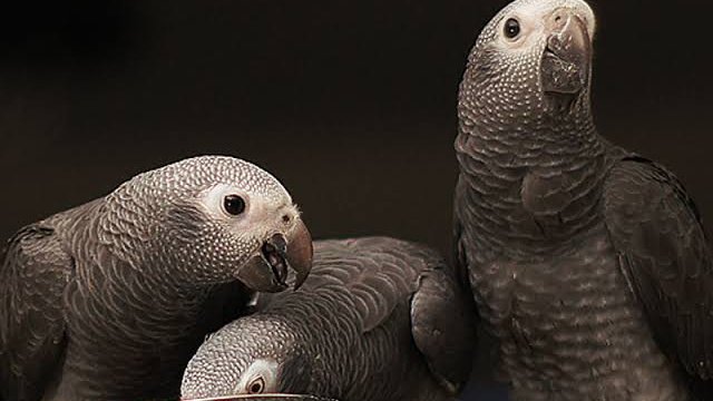 JASdoit6's tweet photo. ALAM BA NINYONG...ang mga parrots ay nagtutulungan sa isa't-isa?

Ang mga parrots sa harap ng camera ay mga greedy, treasure-seeking criminals, at mga pirata. Pero sa totoong buhay, sila ay nagtutulungan sa isa't-isa at nagpapakita ng selfless acts. https://t.co/uItkFKkVjn