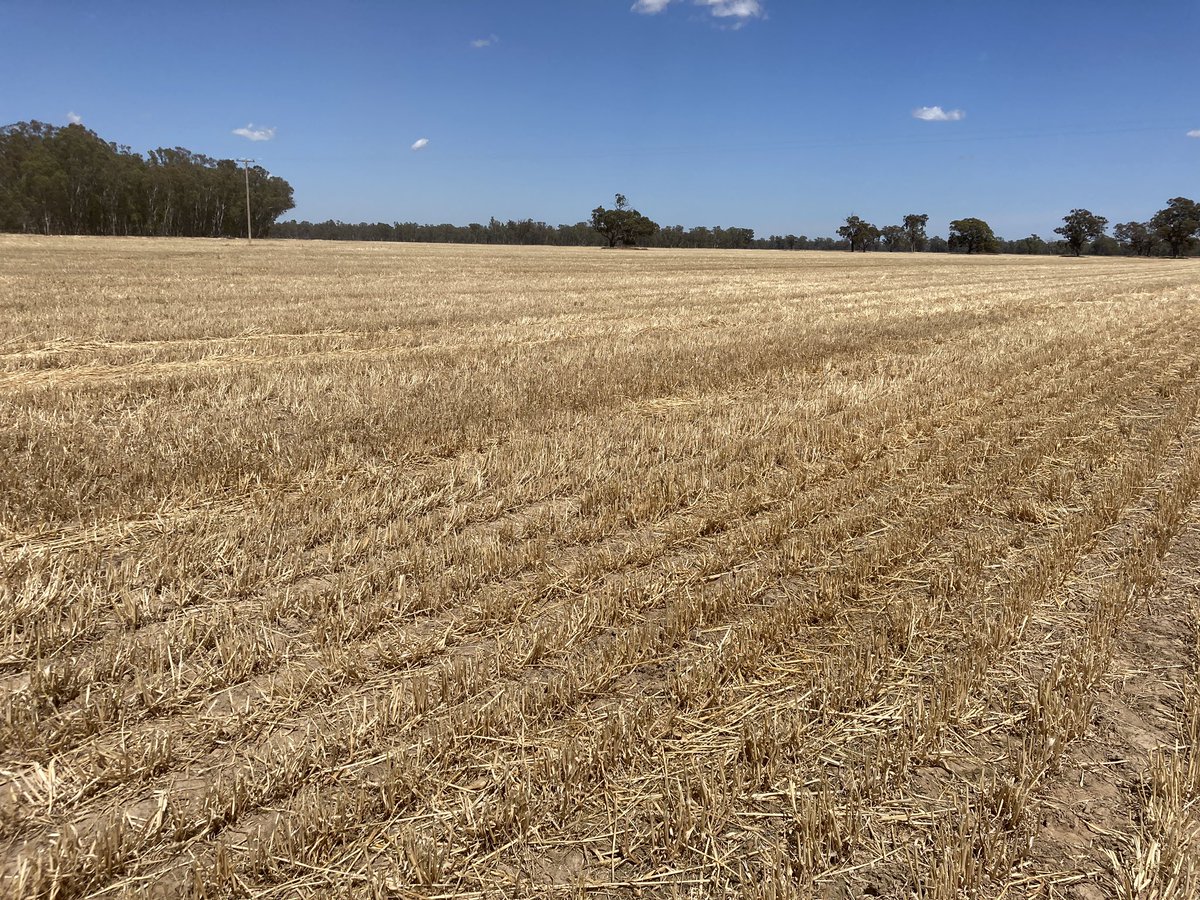 Lachlan Holden tweet media