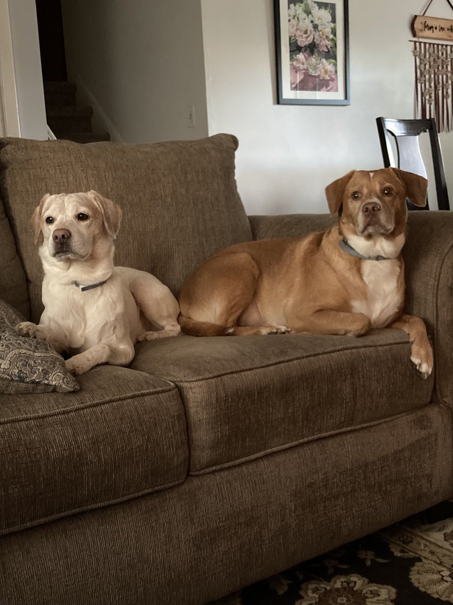 keiser_barb's tweet photo. @buitengebieden_ Brothers - one year apart🐶🐶❤️❤️ https://t.co/hTYRLtGENX